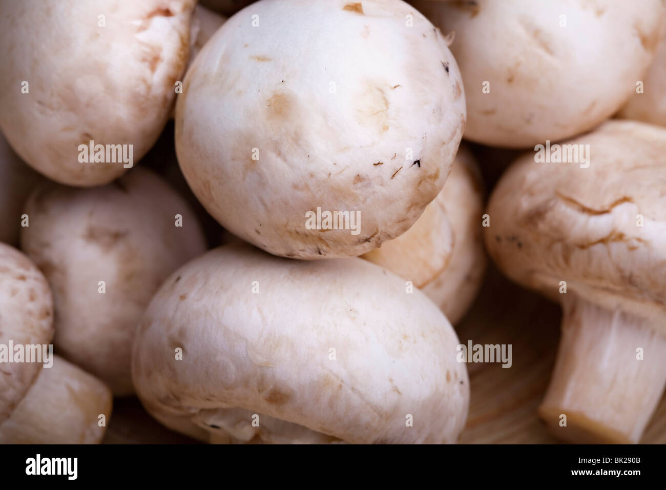 Commestibile pulsante bianco o funghi champignon, sano cibo organico Foto Stock
