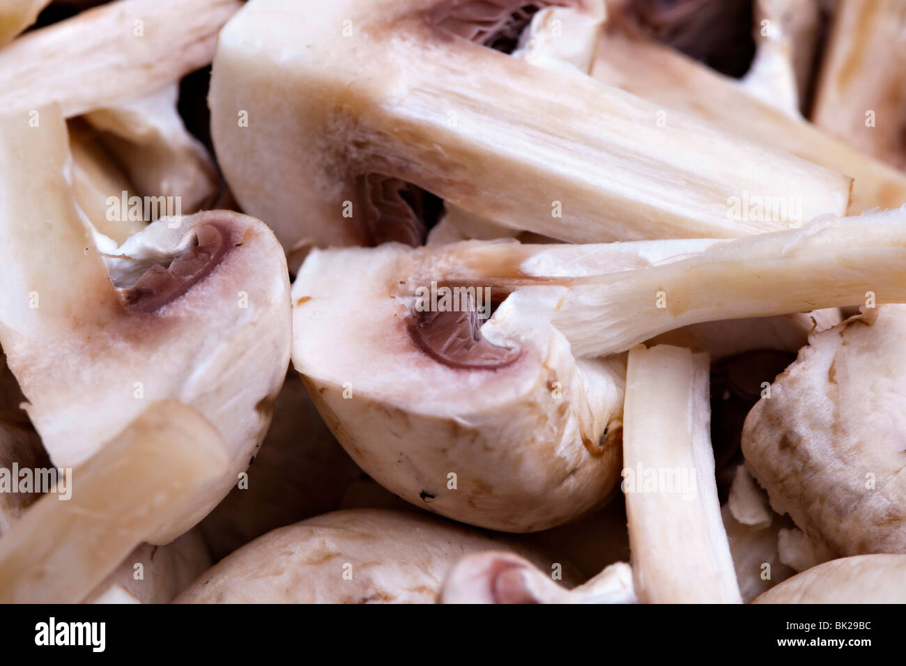 Commestibile pulsante bianco o funghi champignon, sano cibo organico Foto Stock