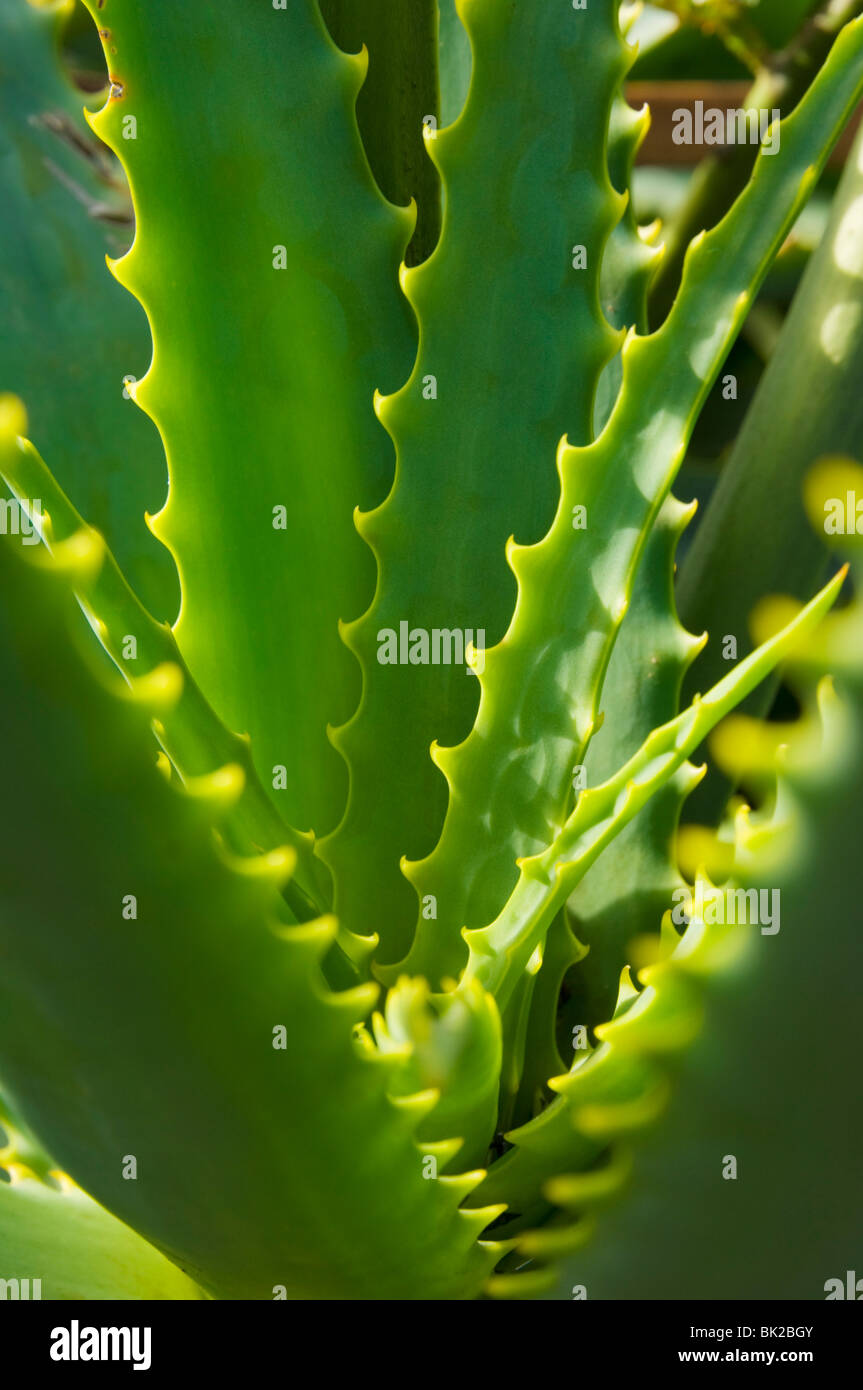 In prossimità dei gambi di filo spinato del Kranz aloe, aloe arborescens, Madeira, Portogallo, Unione Europea, Europa Foto Stock