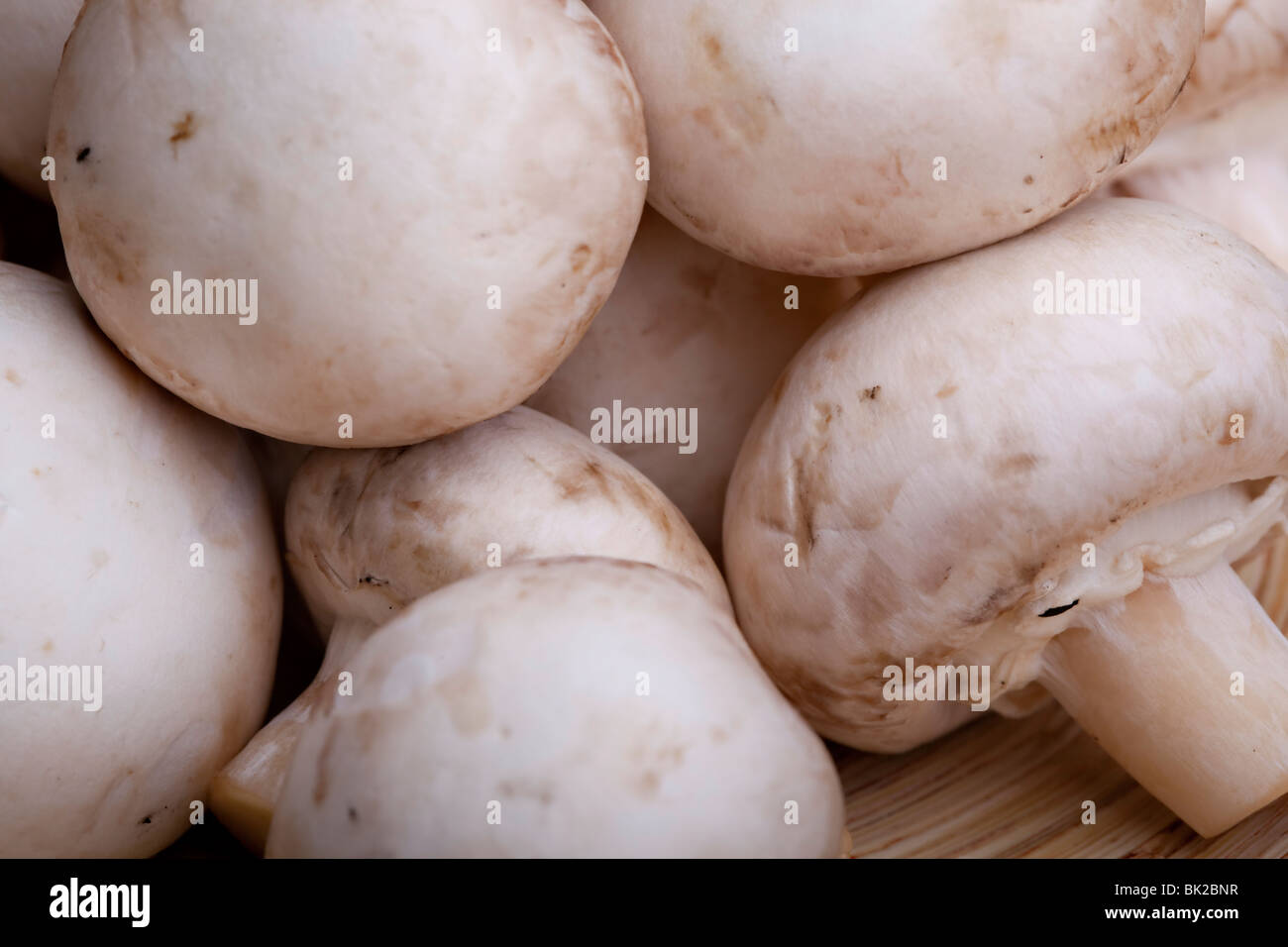 Commestibile pulsante bianco o funghi champignon, sano cibo organico Foto Stock