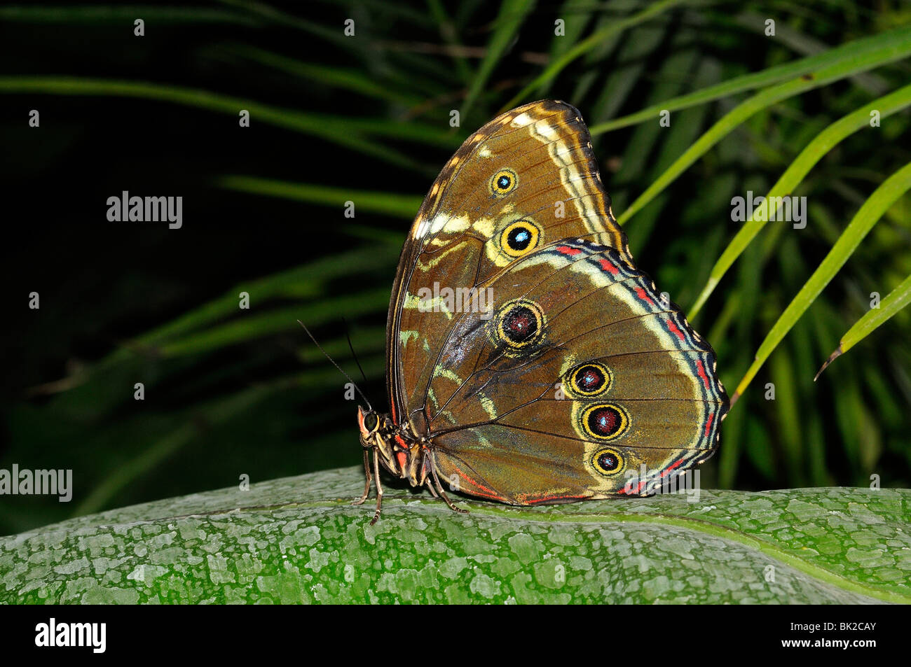 Blue Morpho Butterfly (Morpho peleides) in appoggio sulla lamina, originario del Sud America Foto Stock