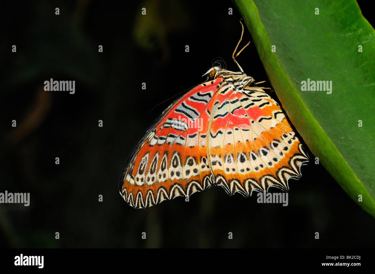 Lacewing Malay Butterfly (Cethosia biblis) in appoggio sulla lamina, nativo di Asia del Sud Foto Stock