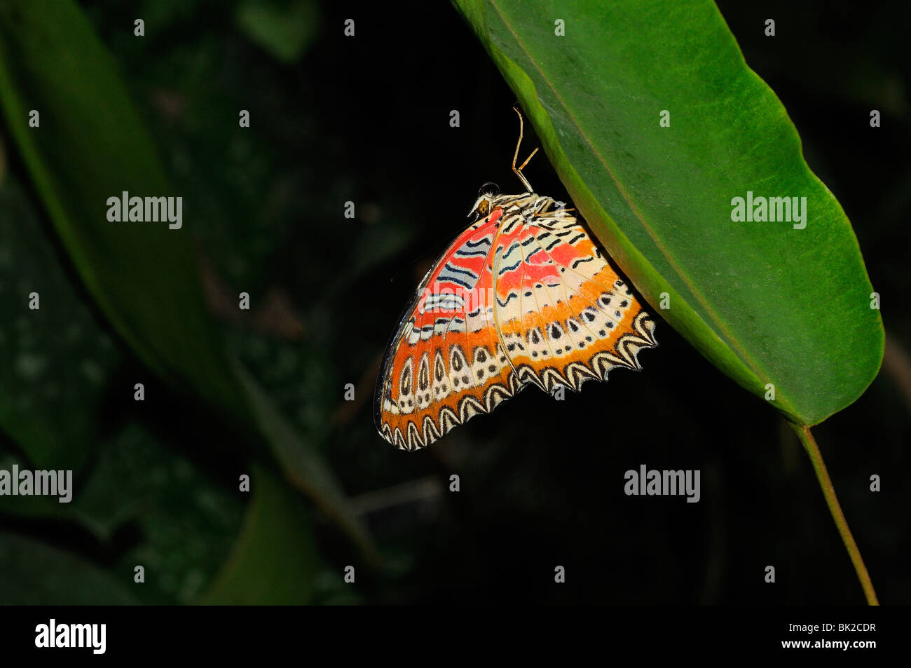 Lacewing Malay Butterfly (Cethosia biblis) in appoggio sulla lamina, nativo di Asia del Sud Foto Stock