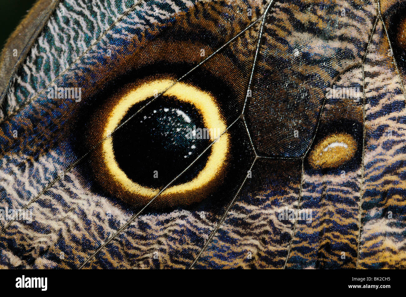 Farfalla Civetta (Caligo memnon) close-up della parte inferiore del parafango che mostra eyespots e modelli, originario del Sud America Foto Stock Farfalla Civetta (Caligo memnon) close-up della parte inferiore del parafango che mostra eyespots e modelli, originario del Sud America Foto Stock