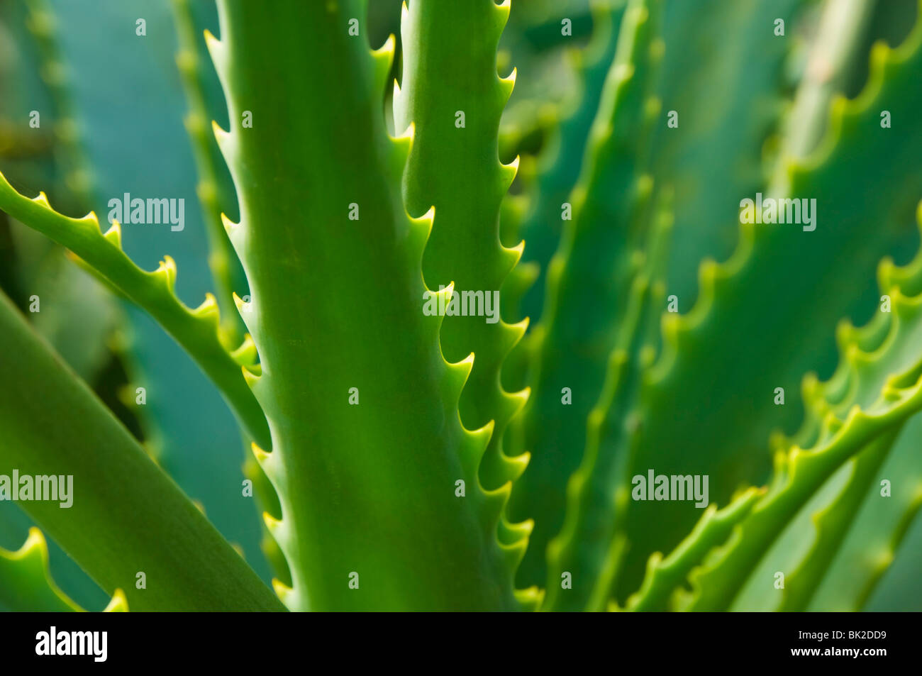 In prossimità dei gambi di filo spinato del Kranz aloe, aloe arborescens, Madeira, Portogallo, Unione Europea, Europa Foto Stock