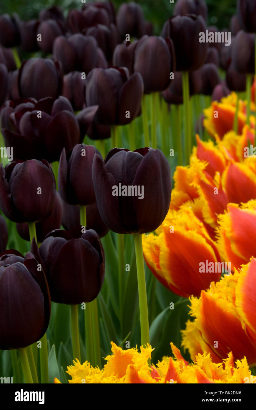 I tulipani sul display all'Eden Project in Cornovaglia. Foto Stock