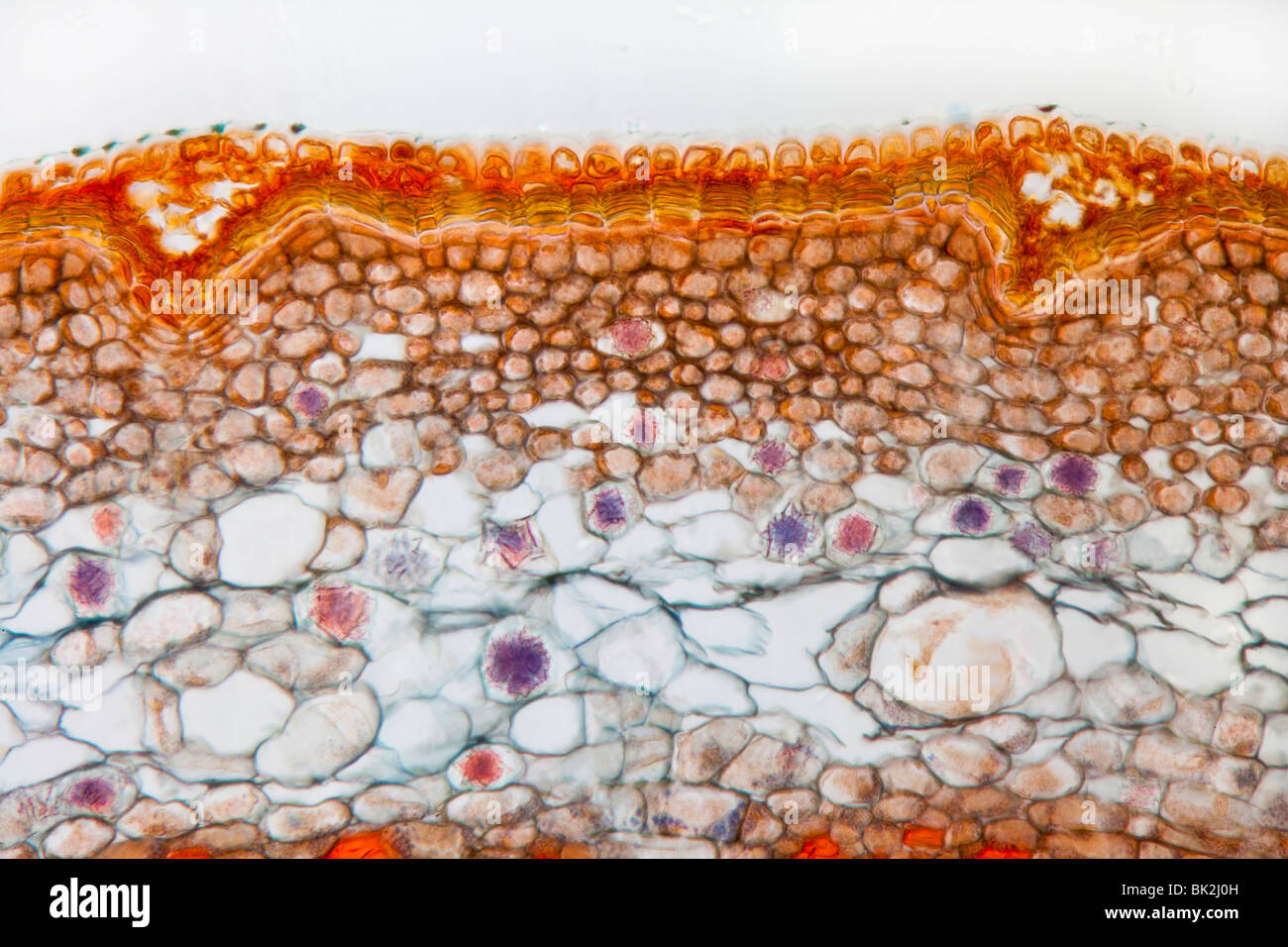 La fotomicrografia di tiglio stelo, Tillia sp. che mostra strutture generali; floema, xilema, fasci vascolari, midollo Foto Stock