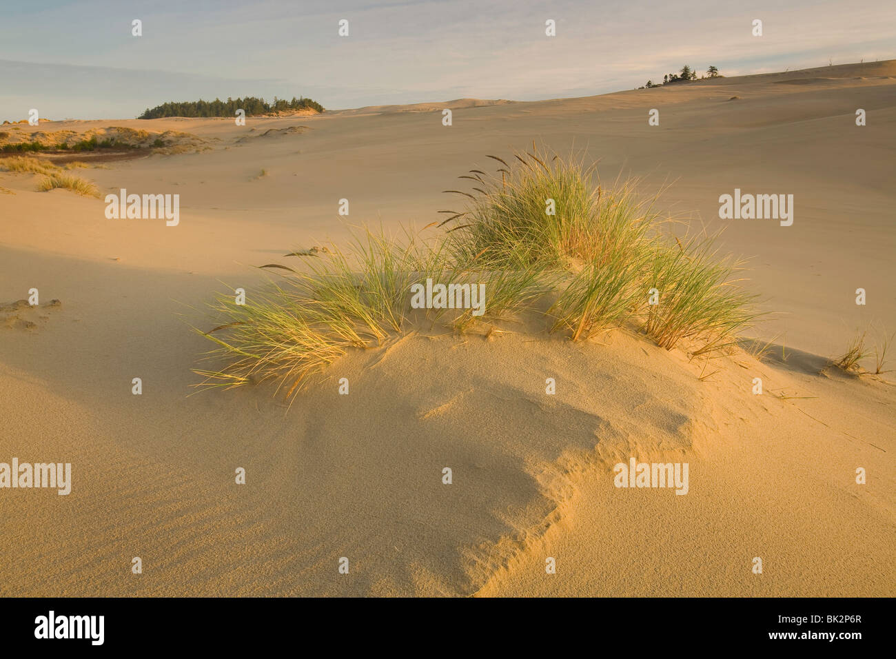 Dune e dune erba vicino a Coos Bay, Oregon sull'anguilla Creek Trail, Dellenback dune, STATI UNITI D'AMERICA Foto Stock