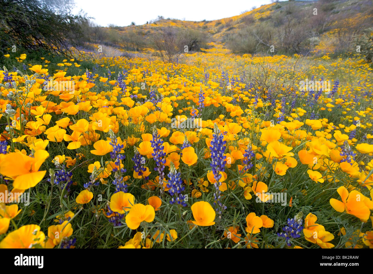 Un grande campo di arancione e giallo Papaveri e fiori di campo in stato di Catalina Park vicino a Tucson, Arizona. Foto Stock