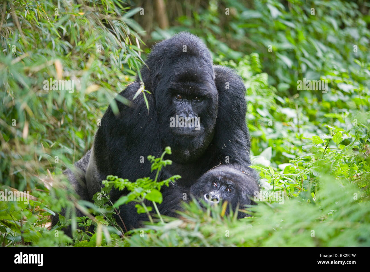 Gorilla di Montagna Gorilla berengei maschio berengei Ruanda Africa, da Frtiz Polking/Dembinsky Foto Assoc Foto Stock