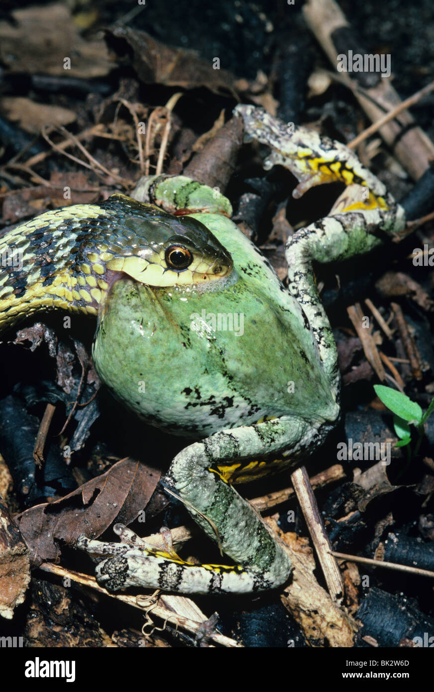 Giarrettiera orientale Snake Thamnophis sauritus mangiare grigio Raganella Hyla versicolor E NA, da saltare Moody/Dembinsky Foto Assoc Foto Stock