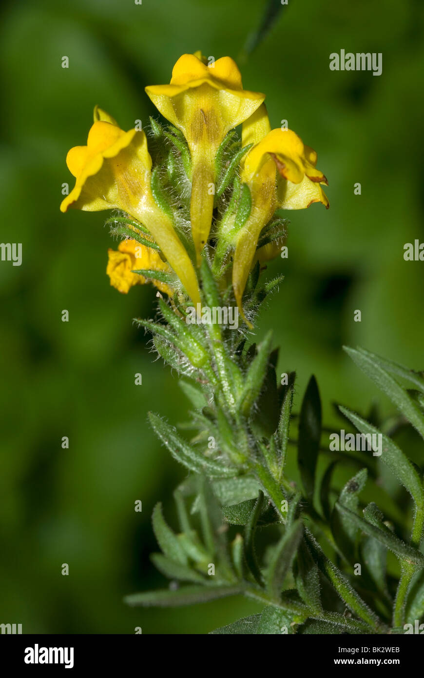 Linaria saxatilis fiori Foto Stock