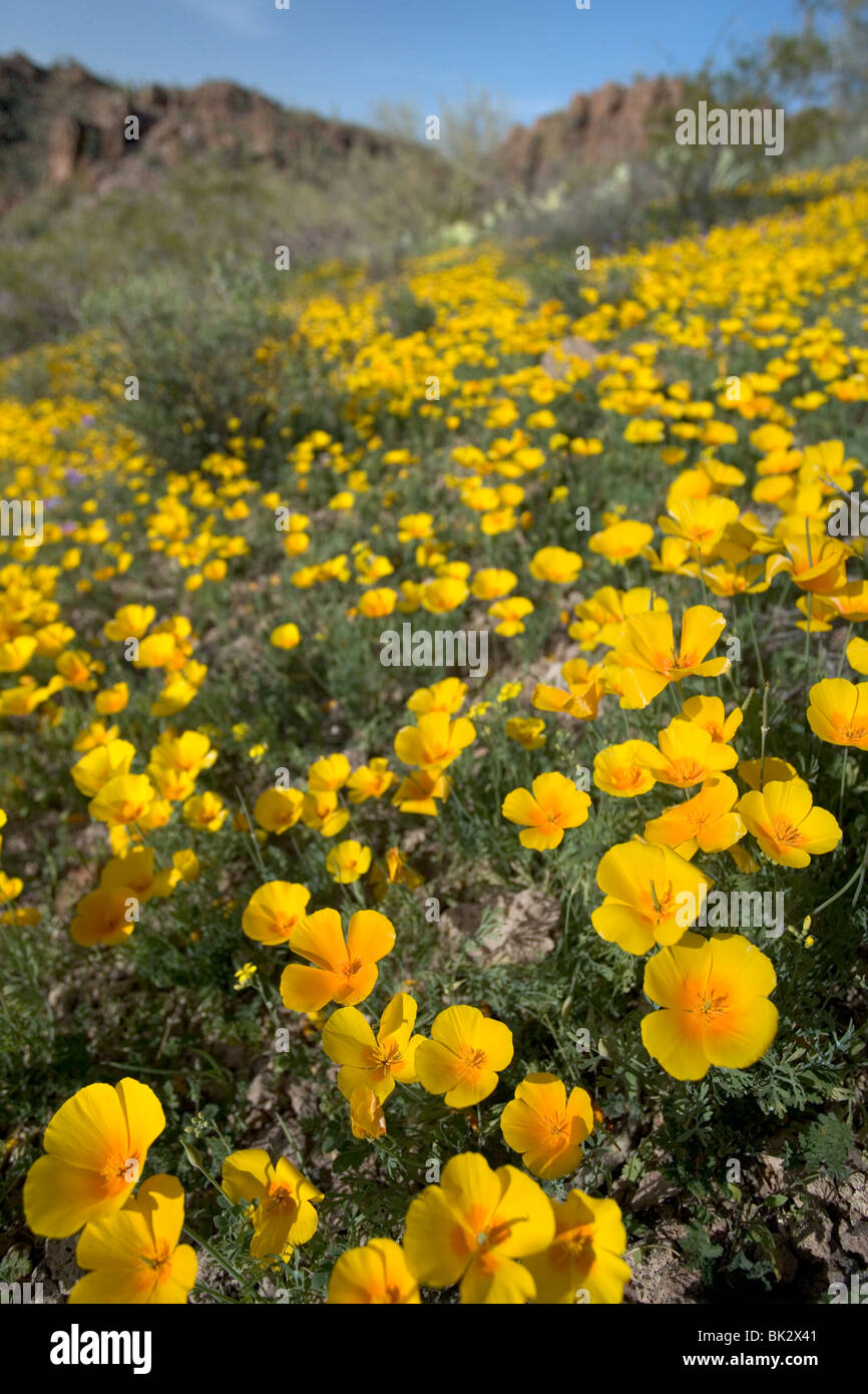 I campi di fiori selvatici in Arizona. I fiori sono di papaveri messicano e sono in fiore nel Saguaro Ovest del Parco Nazionale di Tucson in Arizona. Foto Stock