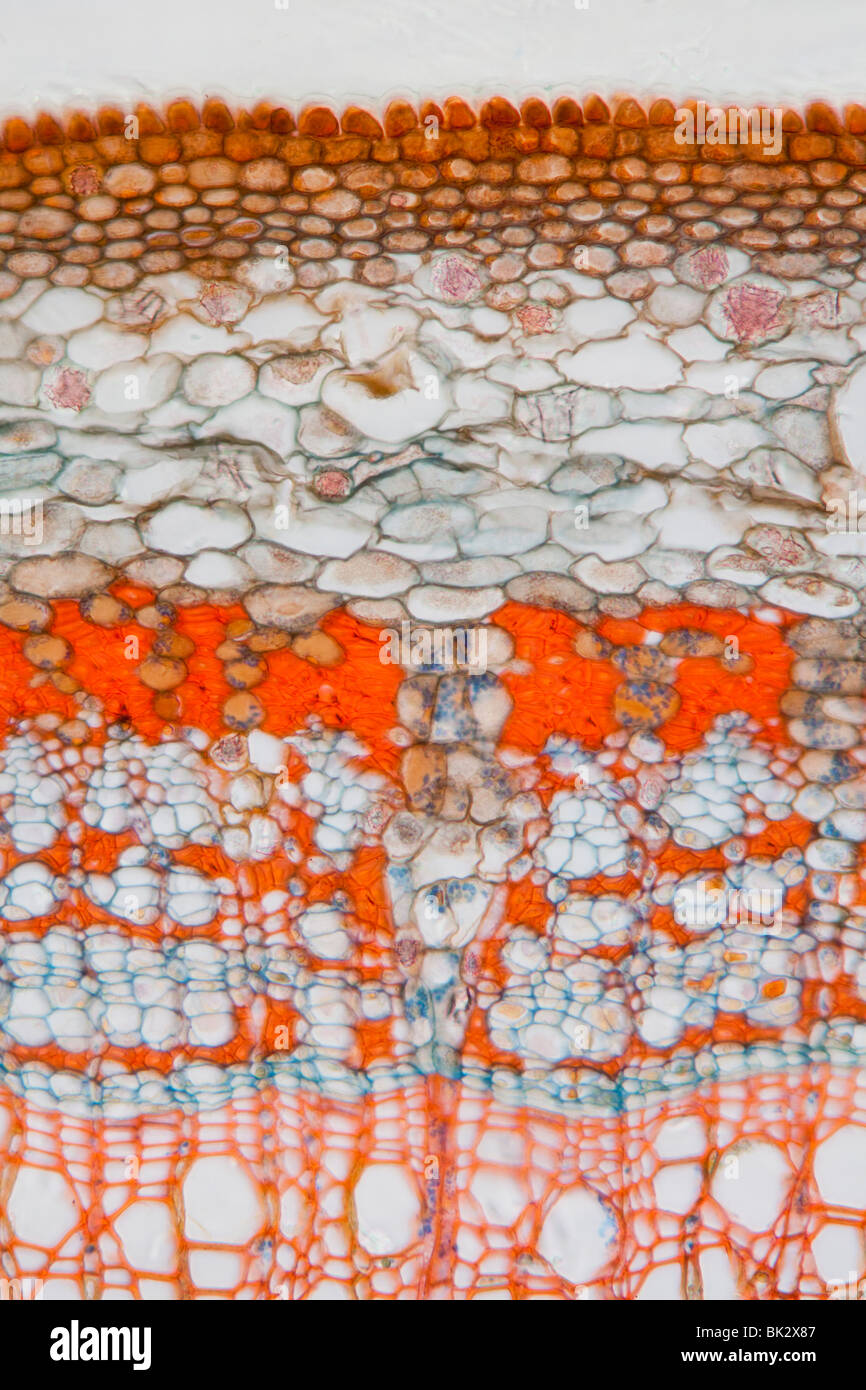 La fotomicrografia di tiglio stelo, Tillia sp. che mostra strutture generali; floema, xilema, fasci vascolari, midollo Foto Stock