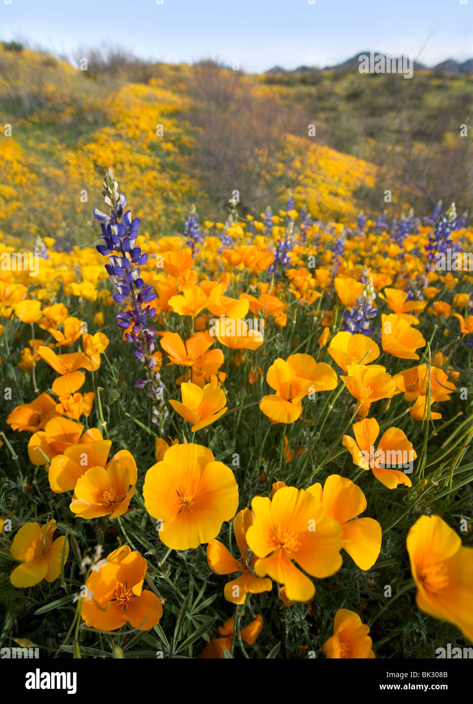 Un grande campo di arancione e giallo papaveri, lupini, e fiori di campo che va avanti per sempre. Foto Stock