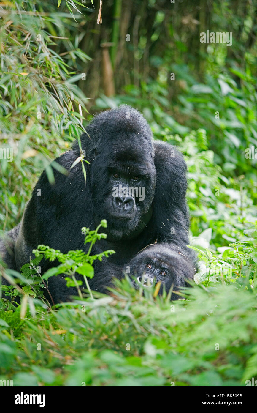 Gorilla di Montagna Gorilla berengei maschio berengei Ruanda Africa, da Frtiz Polking/Dembinsky Foto Assoc Foto Stock