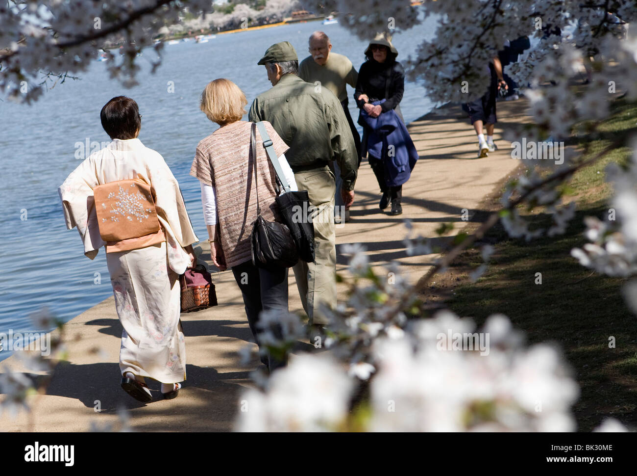 I fiori di ciliegio in Washington, DC. Foto Stock