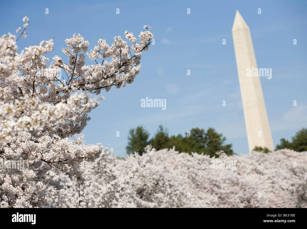 I fiori di ciliegio in Washington, DC. Foto Stock