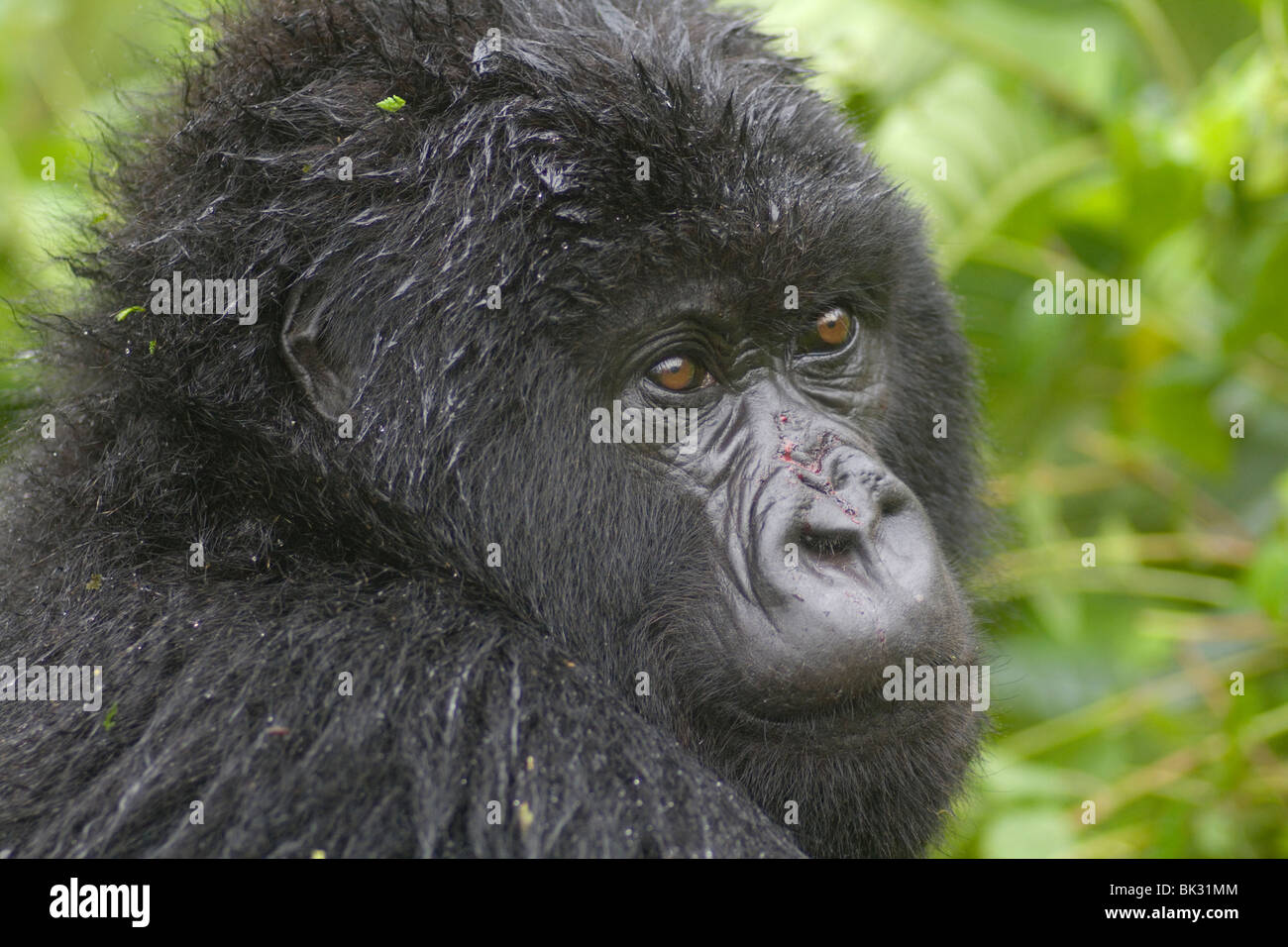 Gorilla di Montagna dal gruppo di Susa sul vulcano Karisimbi, il Parco nazionale di Virunga, Ruanda. Prima la ricerca sulle scimmie ha fatto Diane Fossey Foto Stock