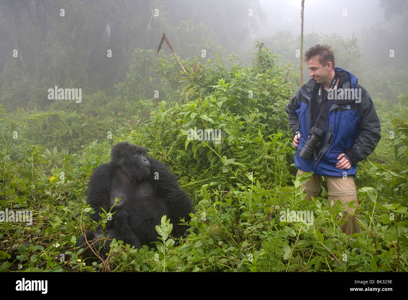 Gorilla di Montagna e fotografo sul vulcano Karisimbi, il Parco nazionale di Virunga, Ruanda. Prima la ricerca sulle scimmie ha fatto Diane Fossey Foto Stock