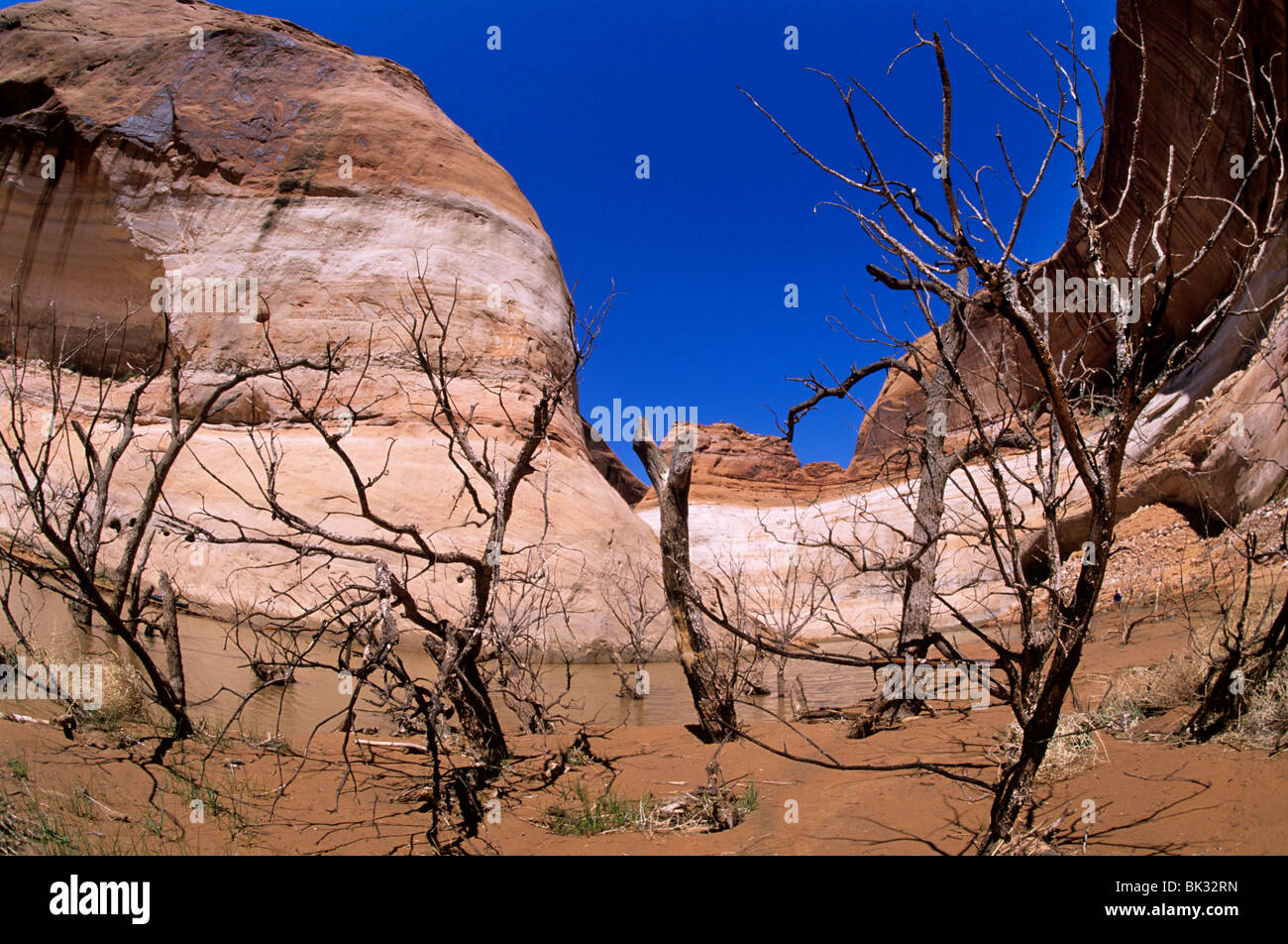 Gli scheletri di pioppi neri americani alberi lungo Davis Gulch, ri-emergere dalle acque torbide del serbatoio. Foto Stock Gli scheletri di pioppi neri americani alberi lungo Davis Gulch, ri-emergere dalle acque torbide del serbatoio. Foto Stock