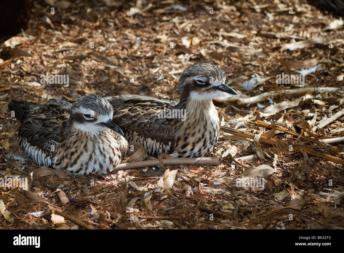 Bush in pietra (curlew Burhinus grallarius). Foto Stock