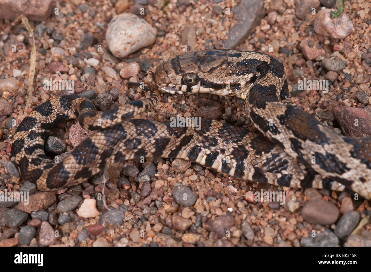 Western fox snake, Pantherophis vulpina, nativo di midwestern Stati Uniti Foto Stock