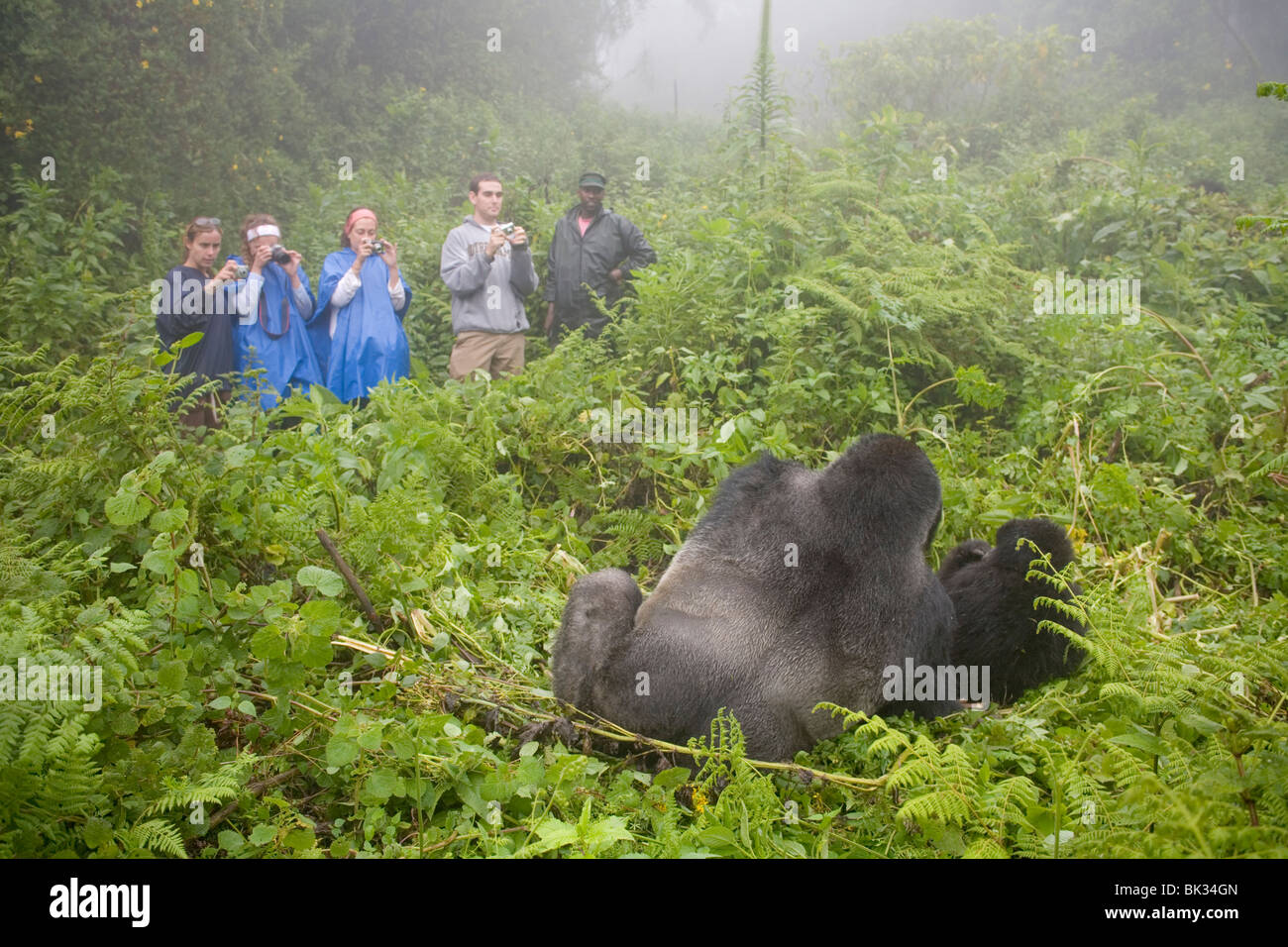 I gorilla di montagna dal gruppo di Susa sul vulcano Karisimbi, il Parco nazionale di Virunga, Ruanda. Prima la ricerca sulle scimmie ha fatto Diane Fossey Foto Stock