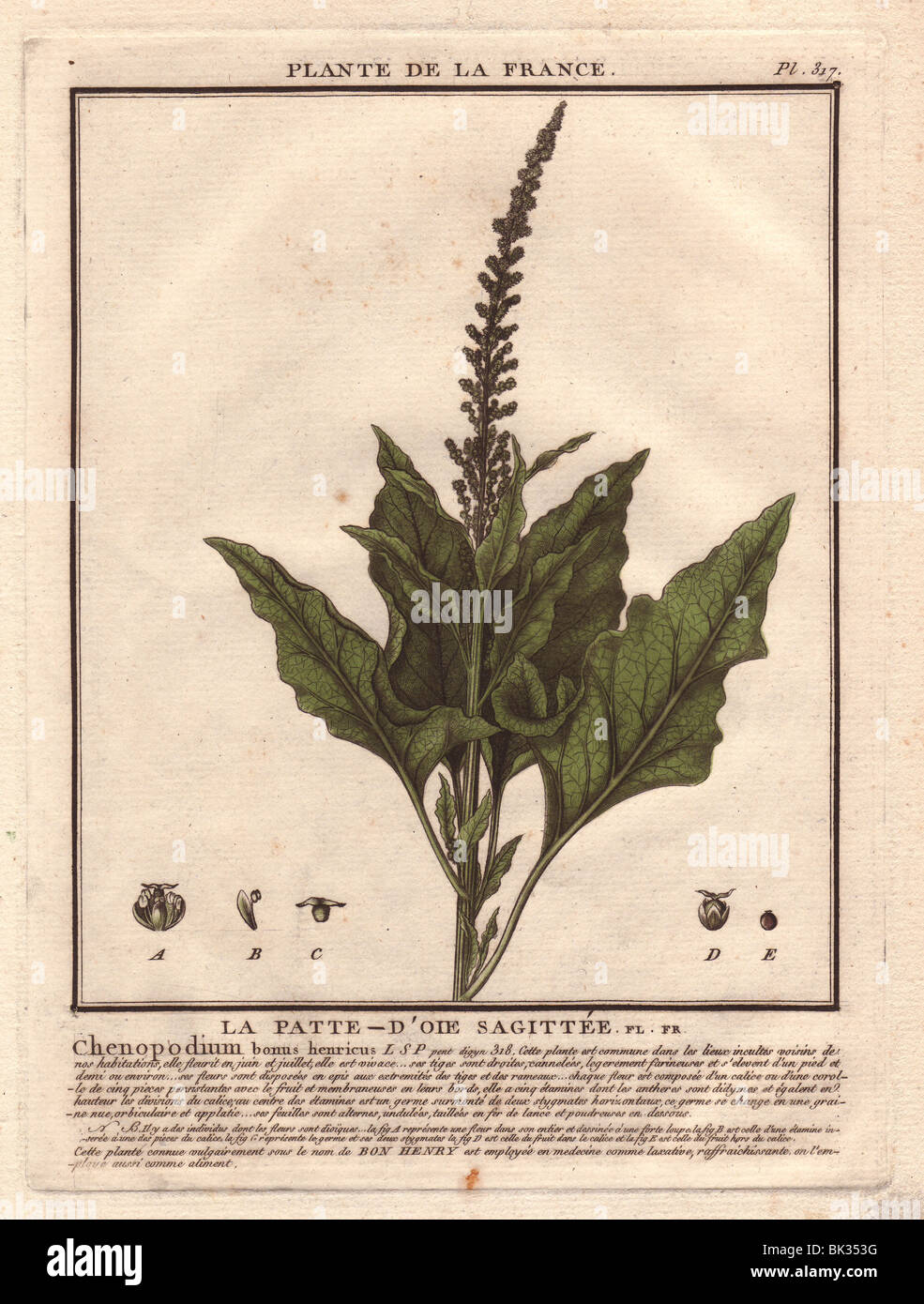 Buon Re Henry (Chenopodium bonus-henricus). Foto Stock