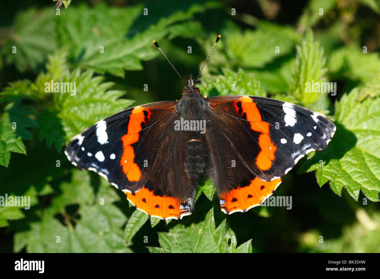Red Admiral Butterfly (Vanessa Atalanta) crogiolarsi su Ortica foglie. Powys, Galles. Foto Stock