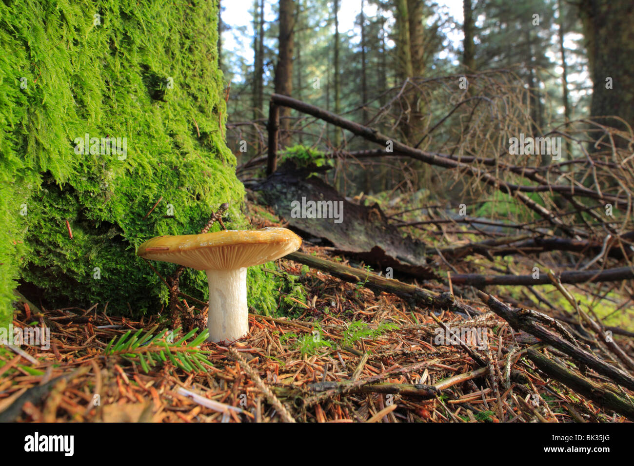 Funghi Russula sp.) la fruttificazione sotto Sitka Spruce alberi in una piantagione. Powys, Galles. Foto Stock