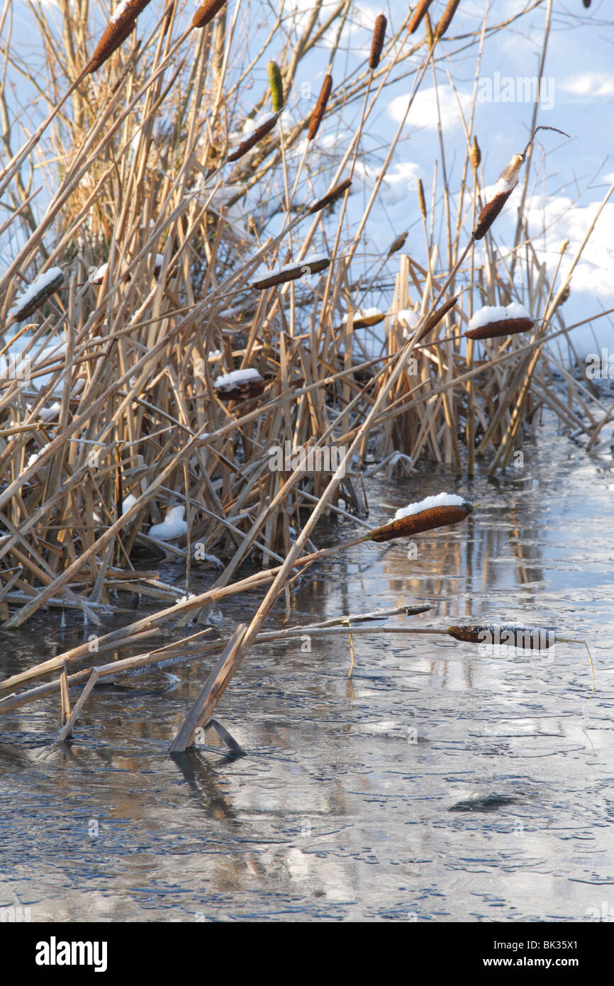 Giunco di palude minore o Reedmace (Typha angustifolia) morti gli stocchi e seedheads a lato di un laghetto in inverno. Powys, Galles. Foto Stock