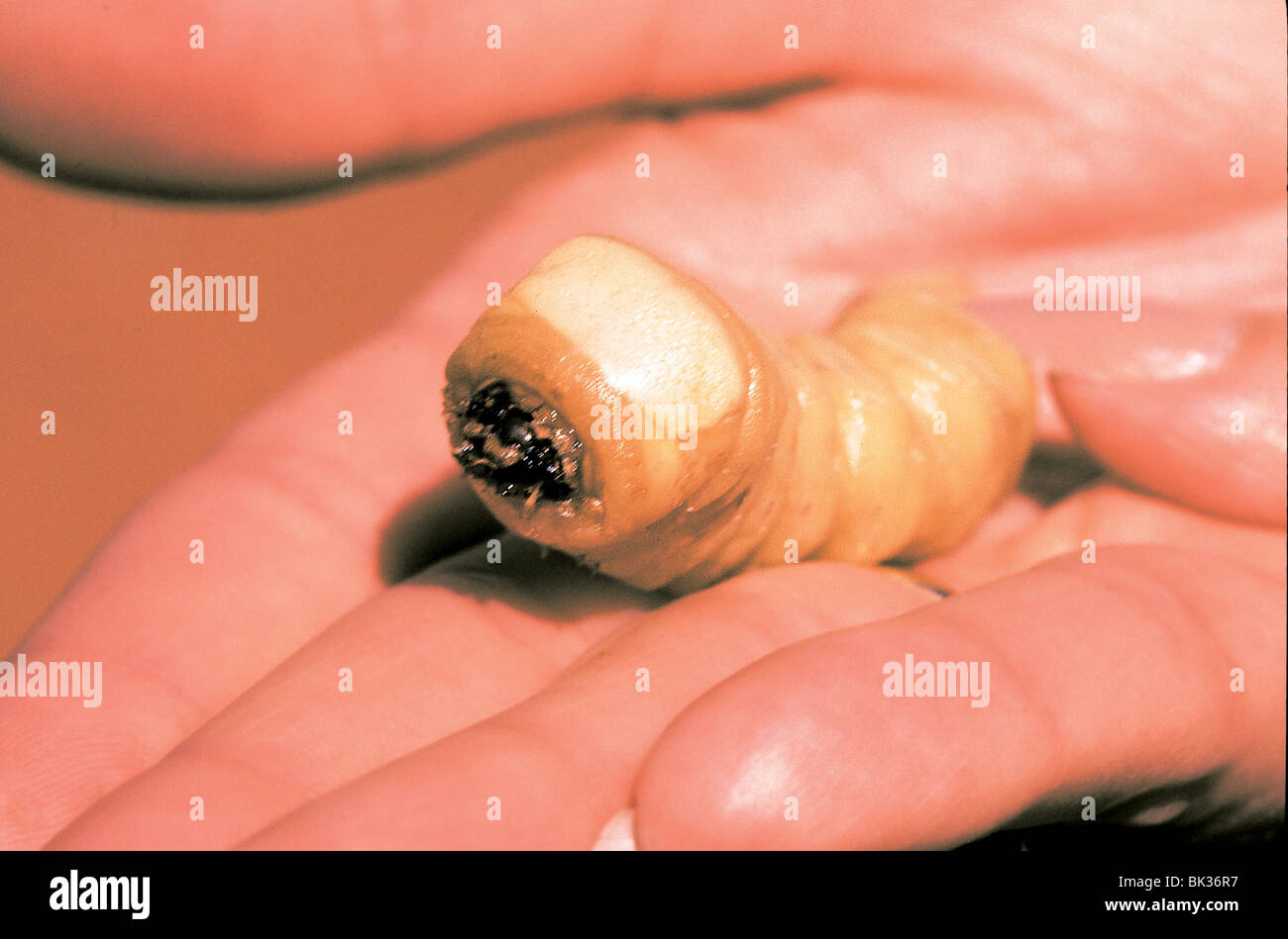 Grub Witchetty Witchetty larve sono di piccole dimensioni e di colore bianco delle larve di falena fantasma che è nativo per l'Australia Foto Stock