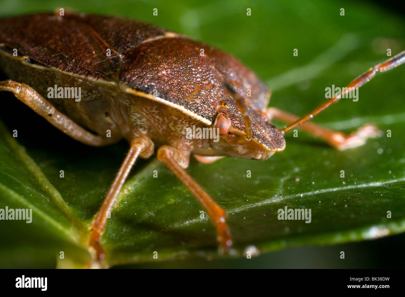 Brown shieldbug sulla foglia. Palomina Prasina, Ordine Hemiptera sub ordine Heteroptera famiglia Acanthosomidae Foto Stock