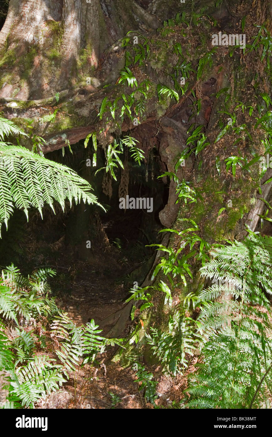 Il mirto faggio con enorme foro alla base del tronco, Maits Rest, Otway National Park, Victoria, Australia Foto Stock