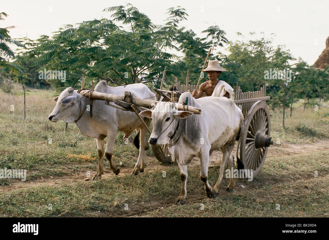 Buoi tirando due carrello a ruote, Myanmar Foto Stock