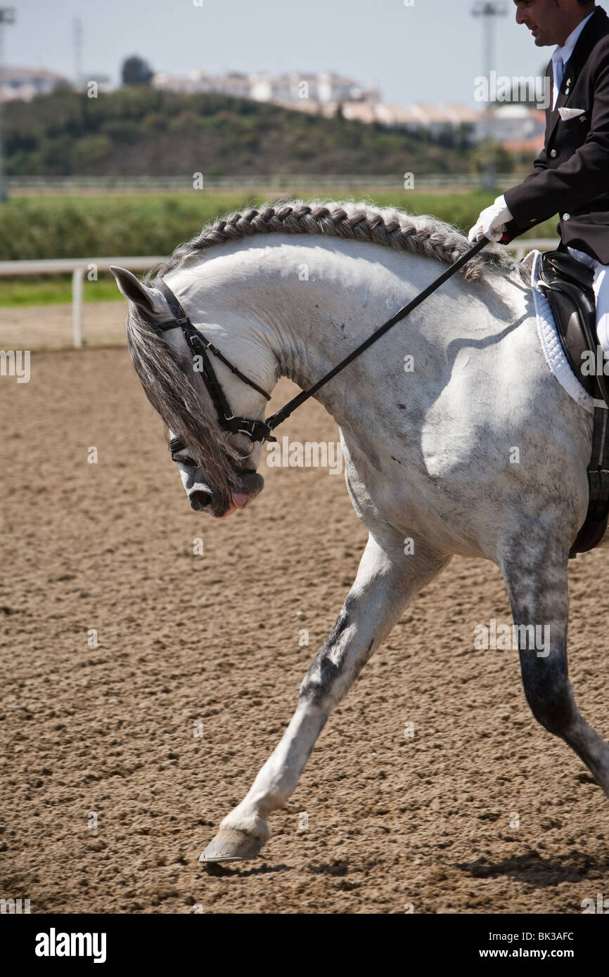 Cavallo di Pura Razza Spagnola Foto Stock