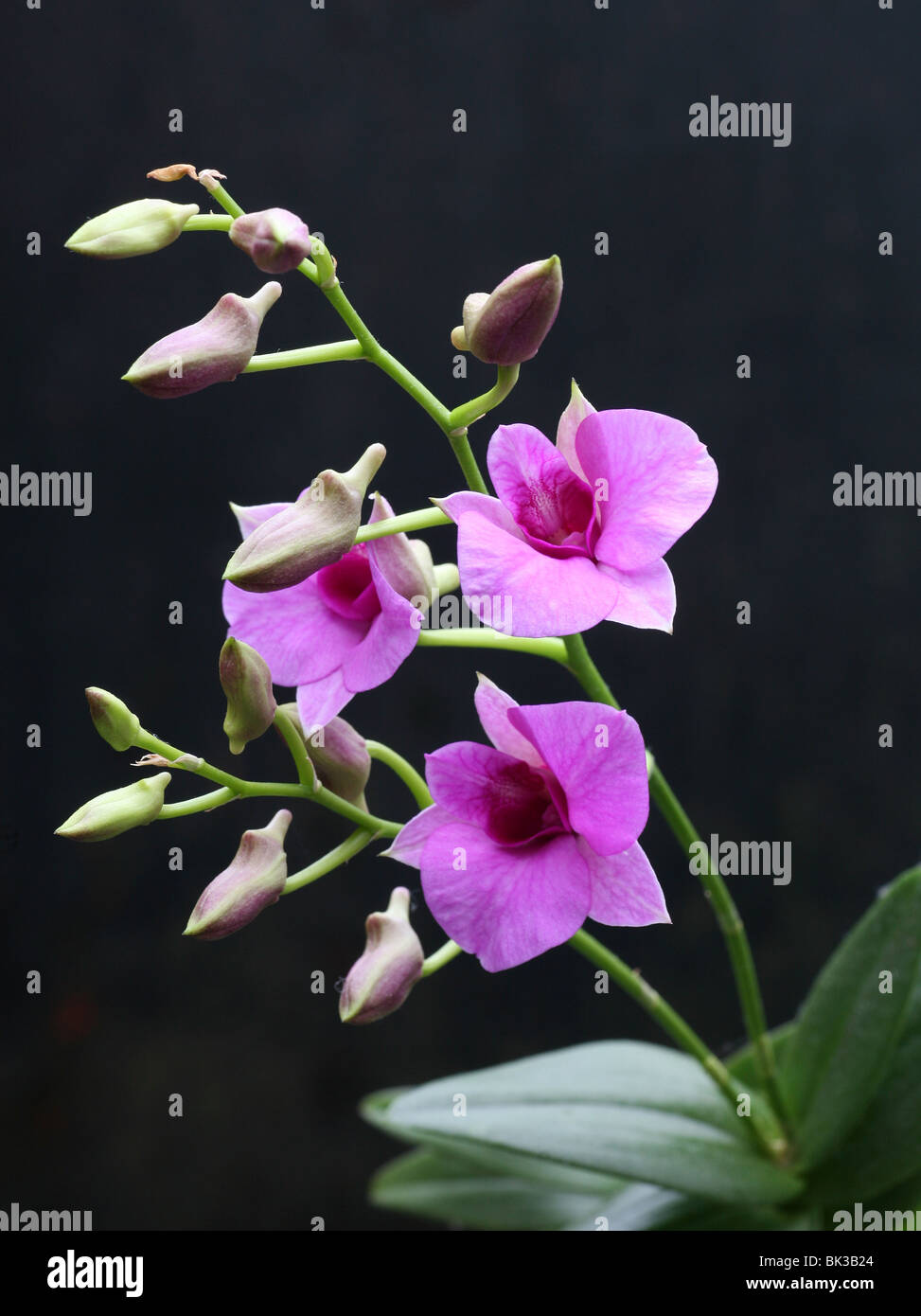 Un viola Dendrobium Orchid flower Foto Stock