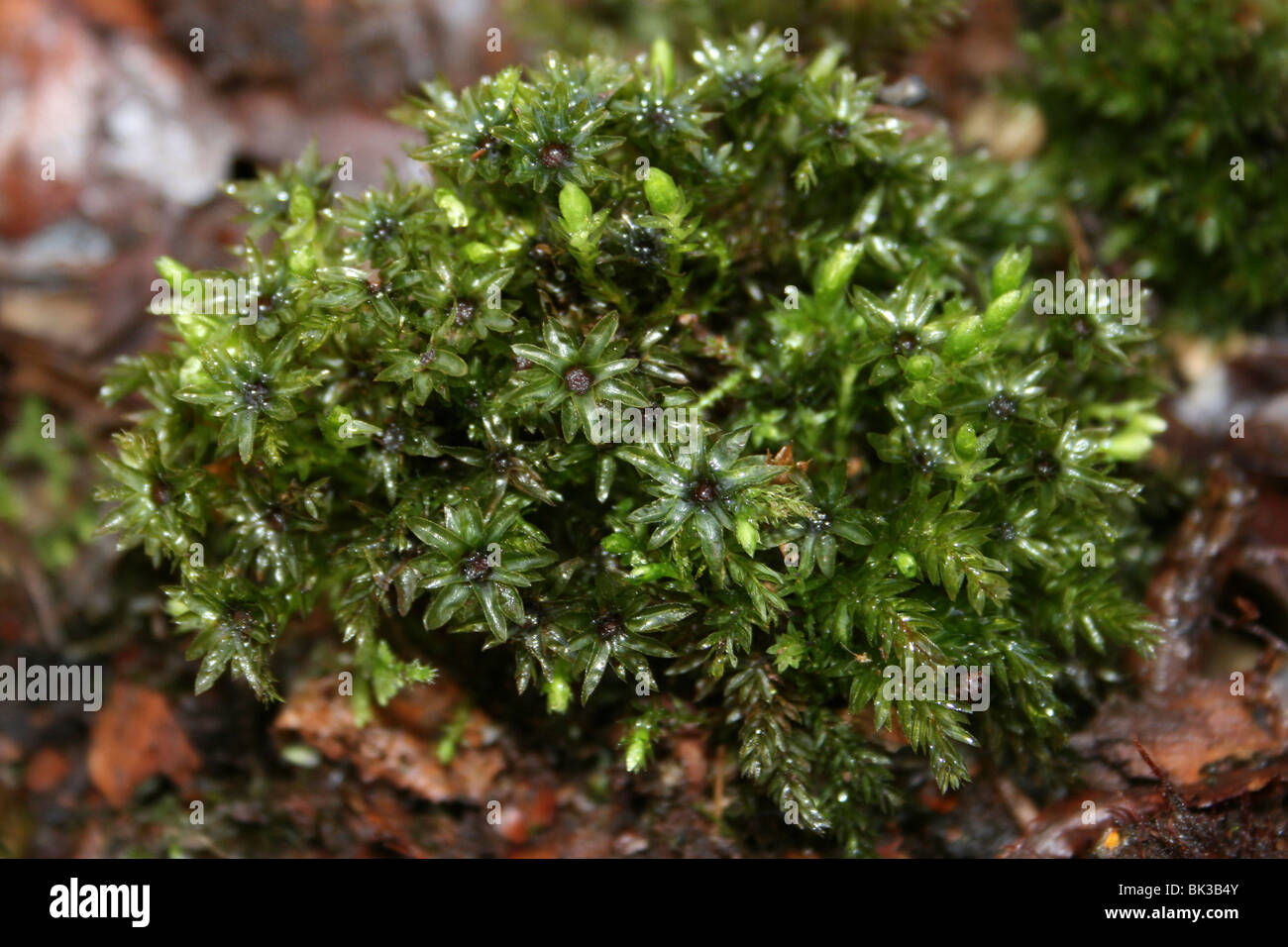 Fresco verde muschio prese a Dibbinsdale LNR, Wirral, Regno Unito Foto Stock