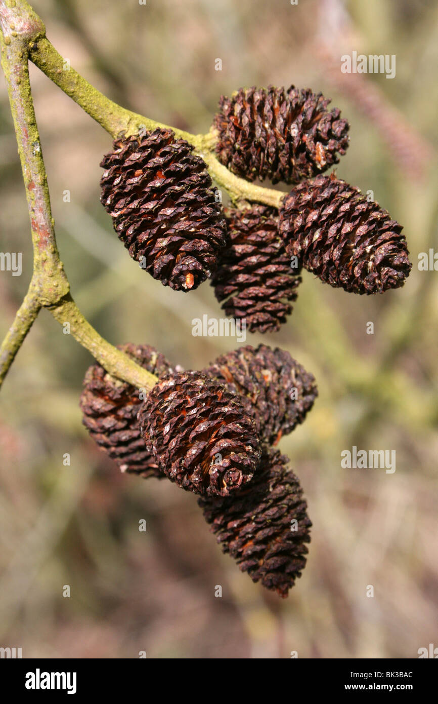 Comune di ontano Alnus glutinosa falso-coni prese a Martin mera WWT, Lancashire, Regno Unito Foto Stock