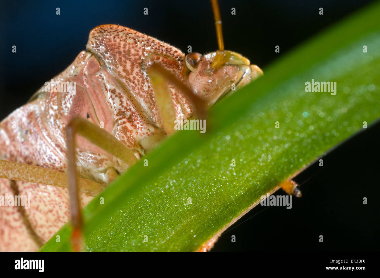 Shieldbug verde sulla foglia. Palomina Prasina, Ordine Hemiptera sub ordine Heteroptera famiglia Acanthosomidae Foto Stock