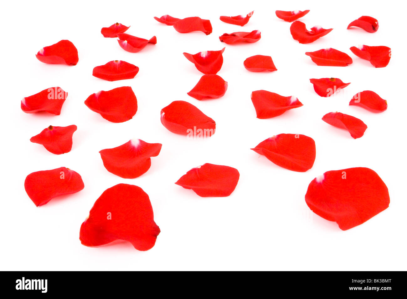 Petali di rosa rossi Foto Stock