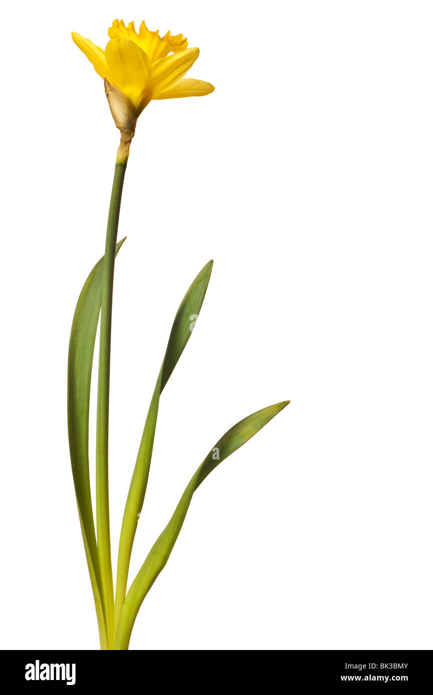 Giallo daffodil isolato su uno sfondo bianco Foto Stock