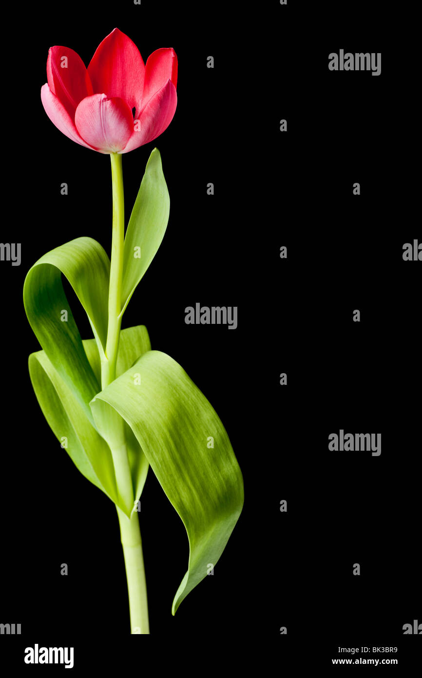Pink tulip isolata su uno sfondo nero Foto Stock