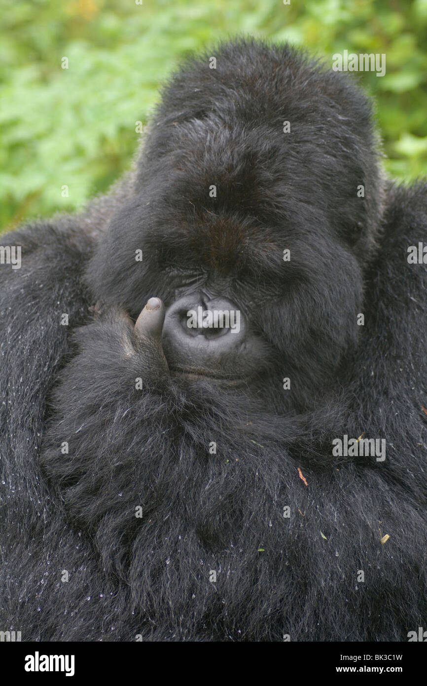 Gorilla di Montagna dal gruppo di Susa sul vulcano Karisimbi, il Parco nazionale di Virunga, Ruanda. Prima la ricerca sulle scimmie ha fatto Diane Fossey Foto Stock