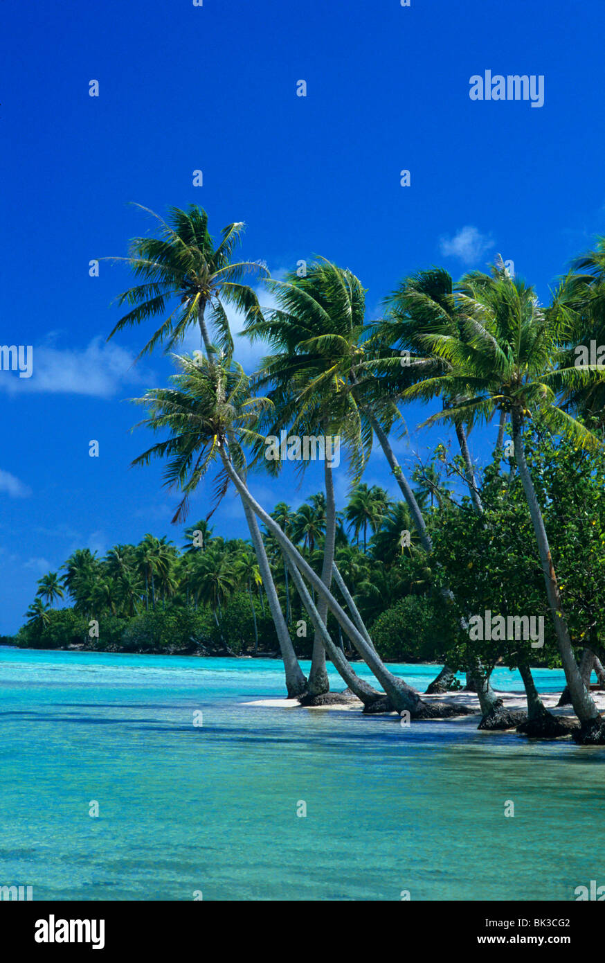 Palme circondano le acque turchesi nella laguna tropicale di Tahaa nelle isole della Società della Polinesia francese. Foto Stock Palme circondano le acque turchesi nella laguna tropicale di Tahaa nelle isole della Società della Polinesia francese. Foto Stock