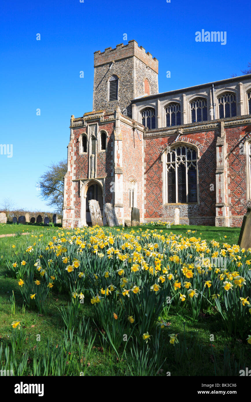 La torre sud e il portico della chiesa di Santa Maria a Shelton, Norfolk, Regno Unito, con i narcisi in primavera. Foto Stock