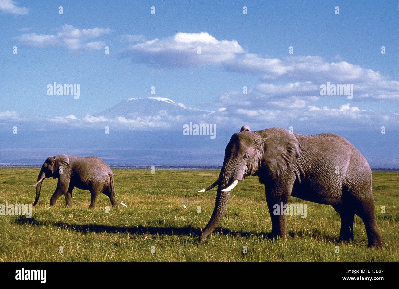 Gli elefanti e Mt. Kilimanjaro in distanza, Kenya Foto Stock