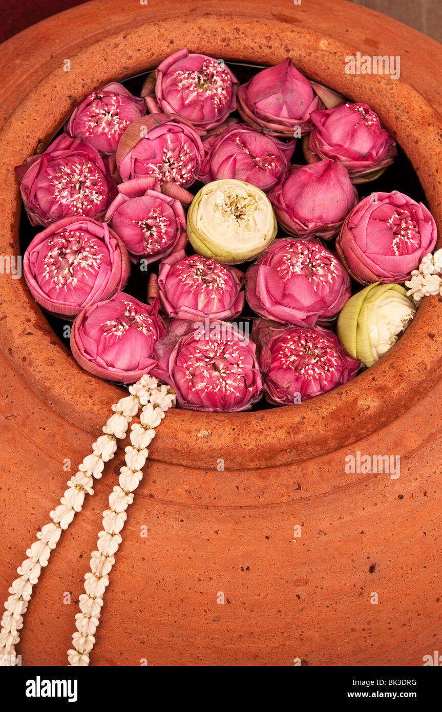 Fiori di loto in vaso in terracotta al Siam Niramit; Bangkok, Tailandia. Foto Stock