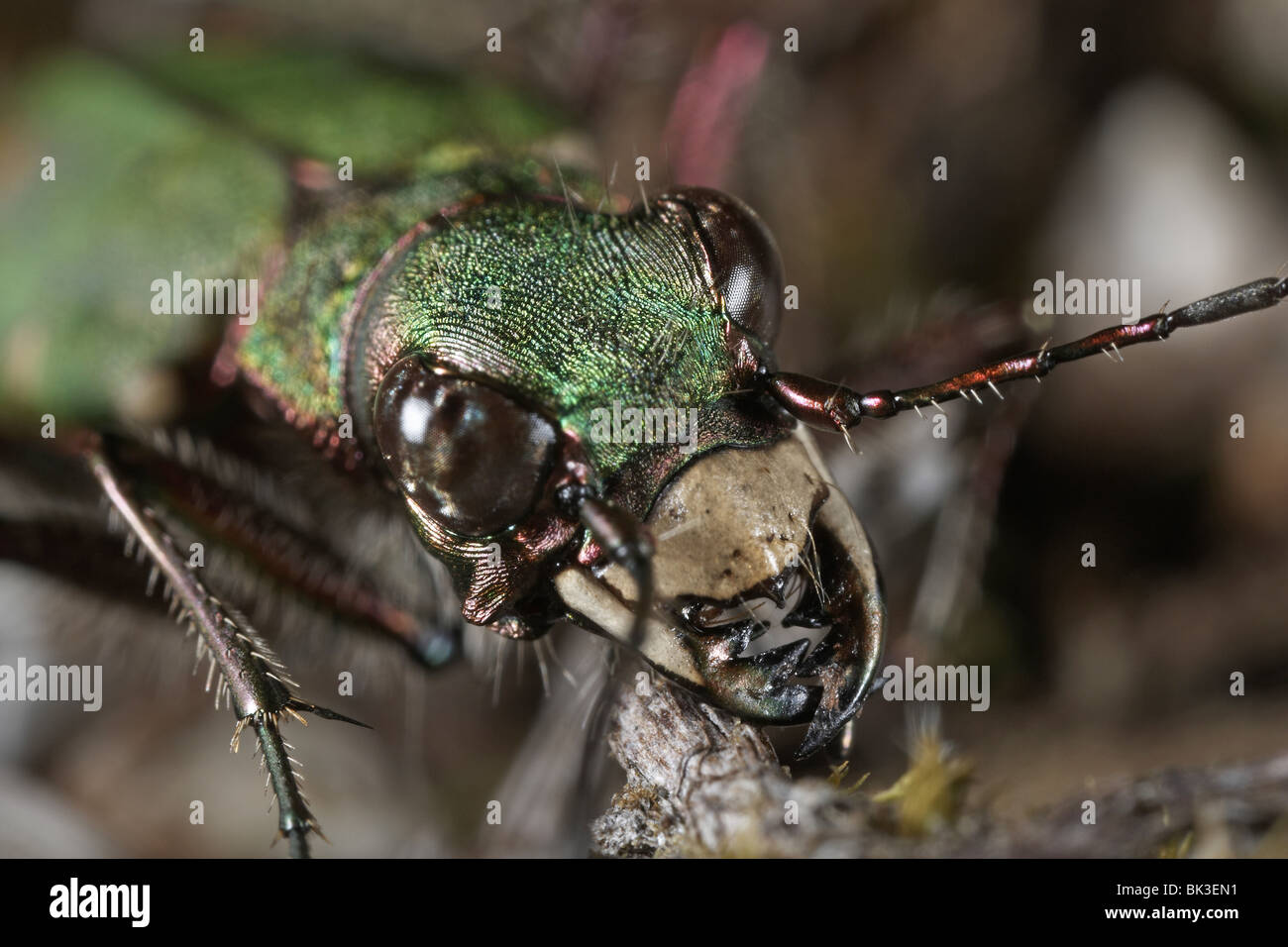 Green Tiger Beetle, Cicindela campestris e potenti mandibole Foto Stock